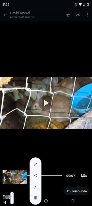 Vând  epurii Judetul Vaslui Sat Mitoc Preț 60 lei bucata