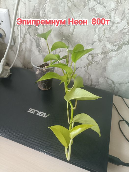 Комнатные растения кжби