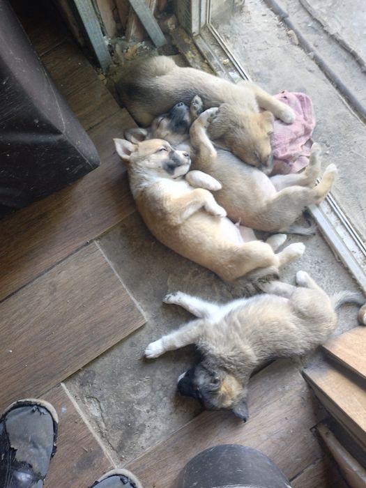 Отдам щенком в хорошие руки .