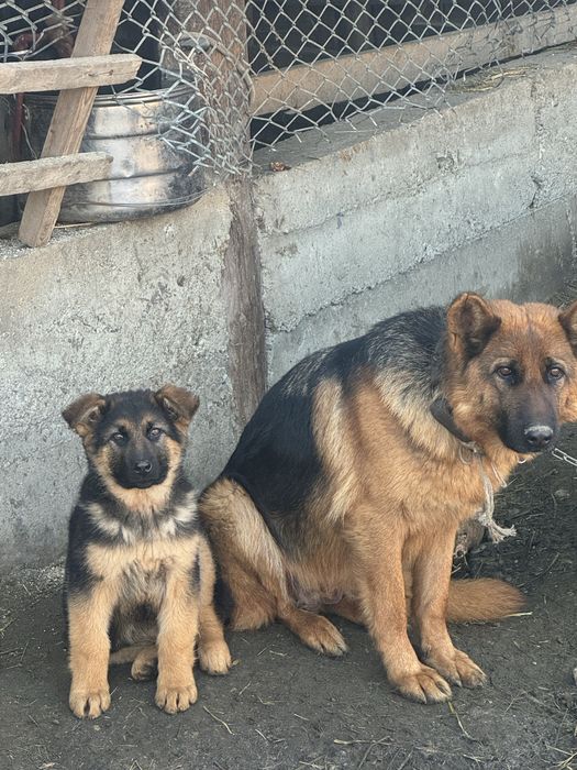 Продам чистакровный овчарка