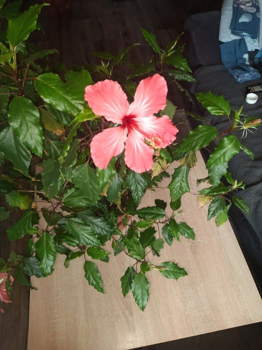 Продам Гибискус, индийский лук.