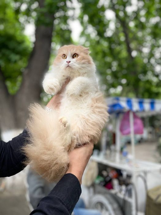 Scottish fold Bicolor Qiz