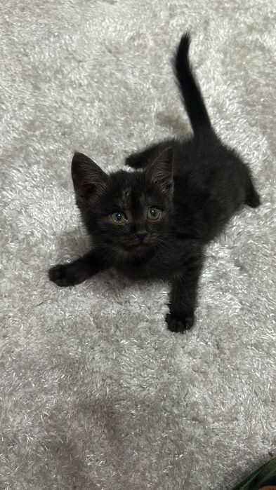 Котенок отдам в добрые руки