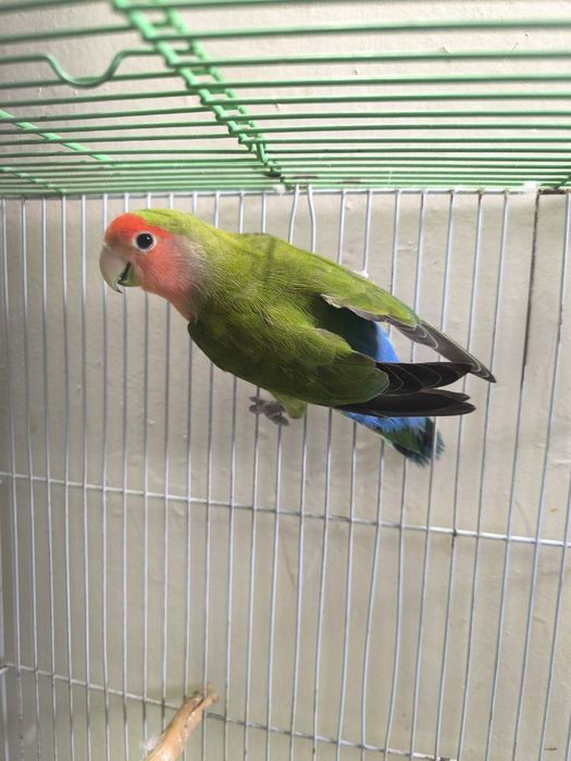 Продам волнистых попугаев