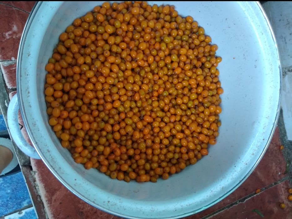 Cătină de vânzare