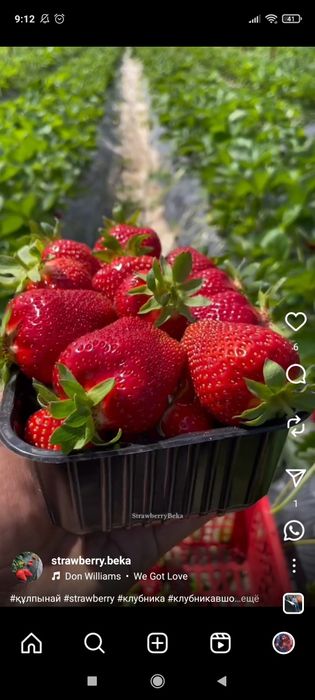 Клубника ремонтантная НСД