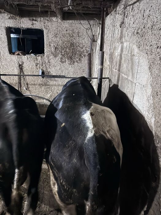 Продам бычков оптом 3 головы