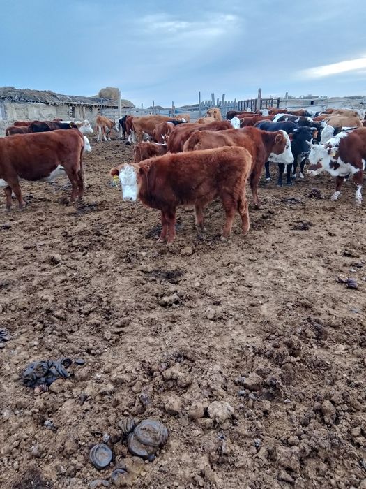 Продам бычков 2 гол