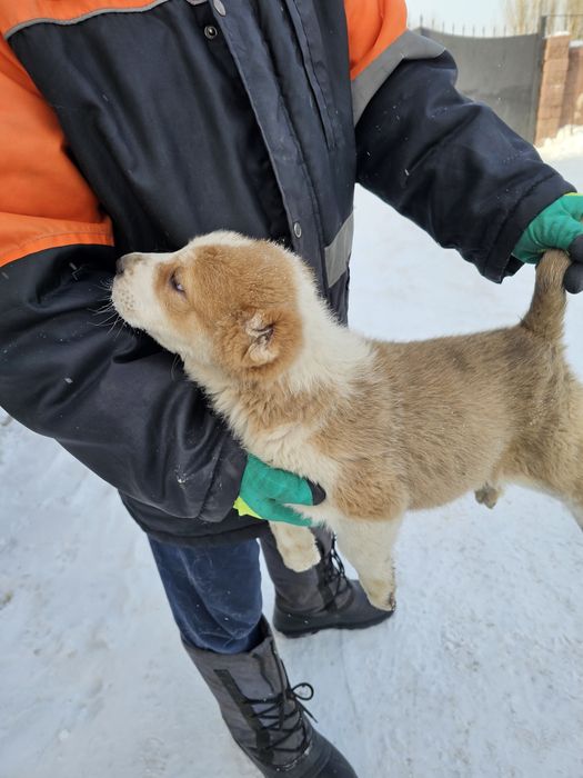 Тобет күшік еркек