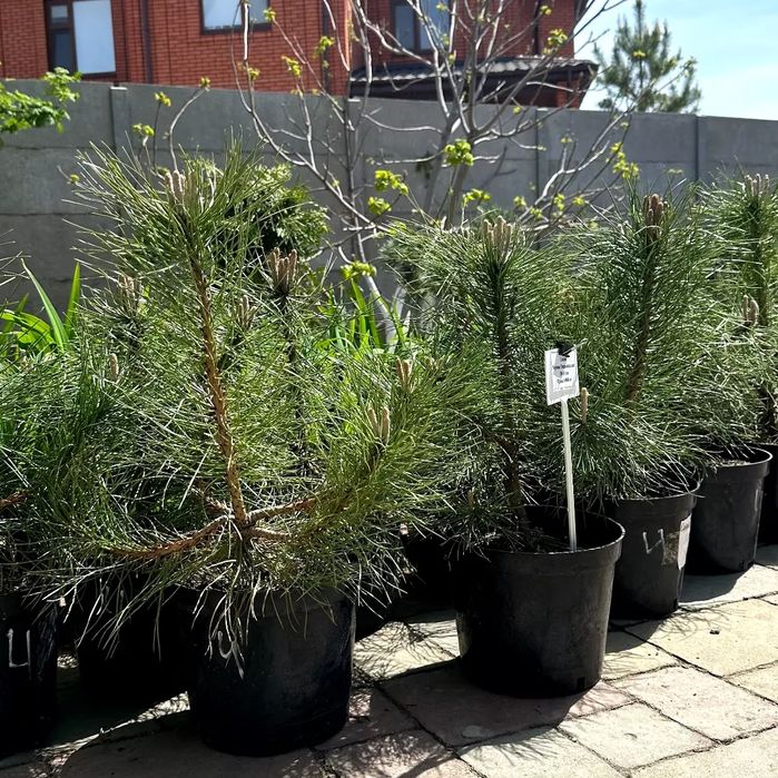 Продам Туя Смаргад