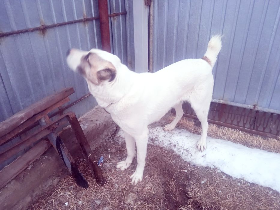 Продается собака алабай