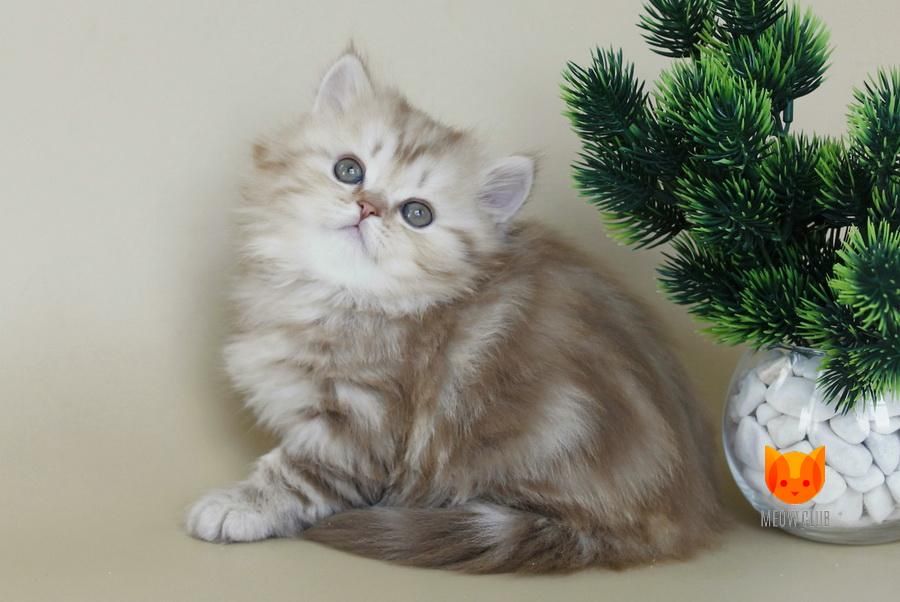 Хайленд страйтлар сотилади