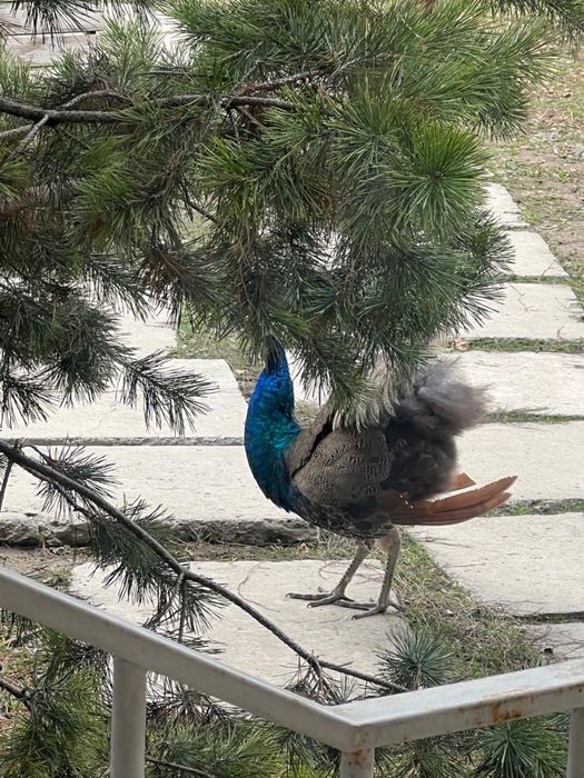 Продем павлина самца