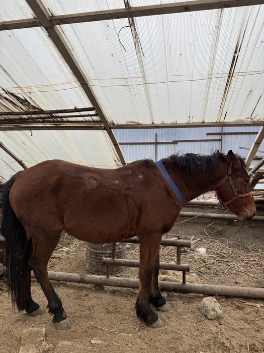 4 жасар дөнен Айғыр сатылады