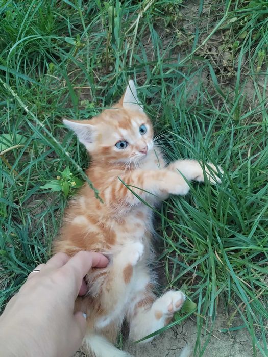 Donez pui de pisica cuminti si frumosi foc