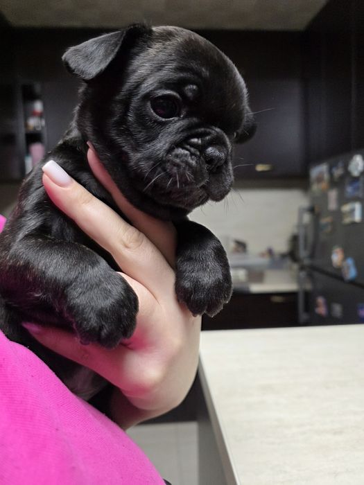 Бебета френски булдог