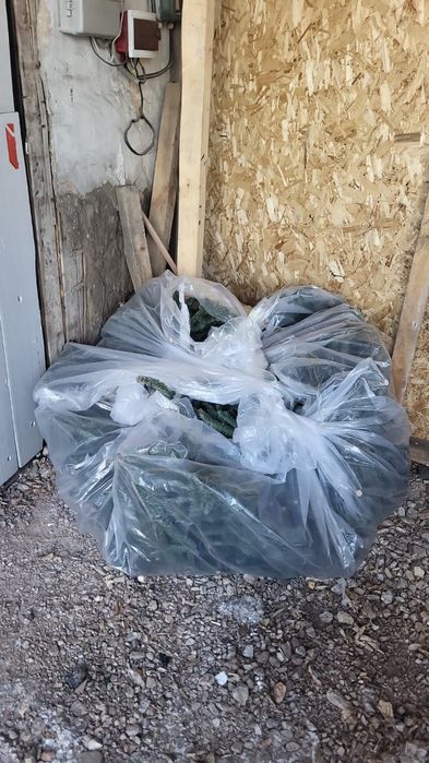 Продам нобилис около 10 -11 банчей