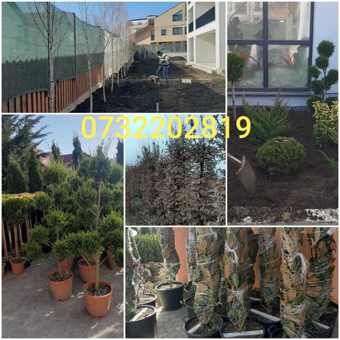 Vând mesteacăn, tei, platan, frasin, stejar