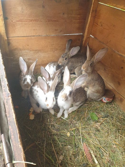 Vand iepuri,femela si mascul,mari si mici,femela cu pui