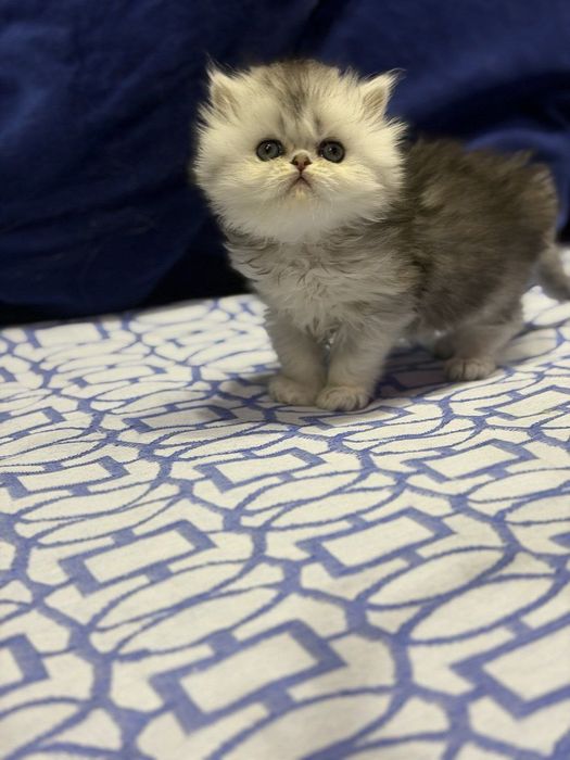 Британские чистокровные серебристые шиншиллы