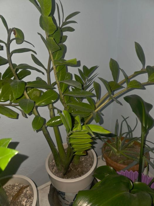 Цветы комнатные срочно