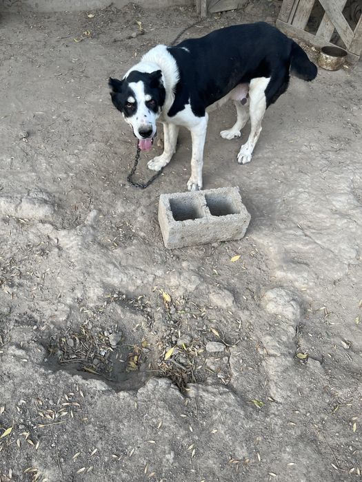 Собака ит Тигр чемпион күшігі белаводтық