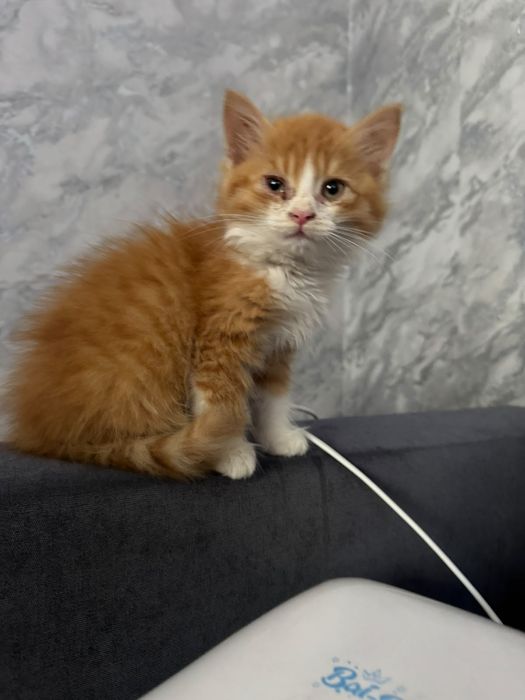 Котёнок ищет дом