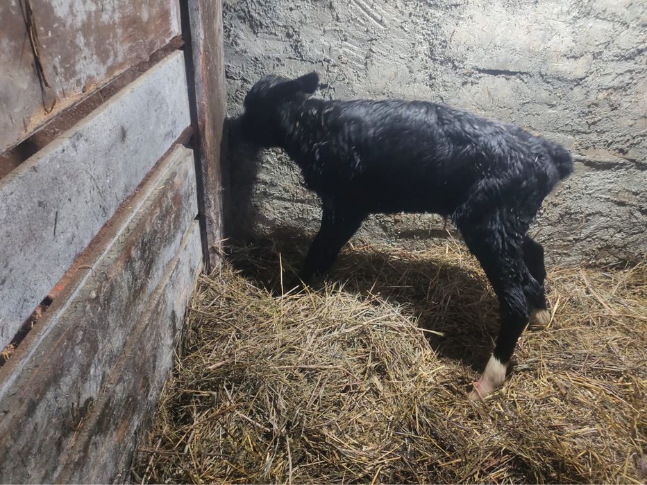 Бұзау сатам продаю телят