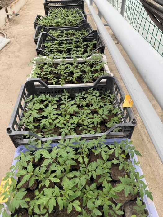 Рассада для огорода