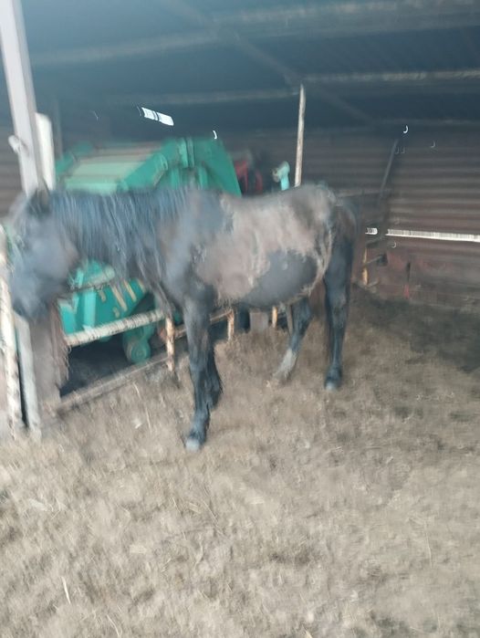 Продам кобылу жеребую