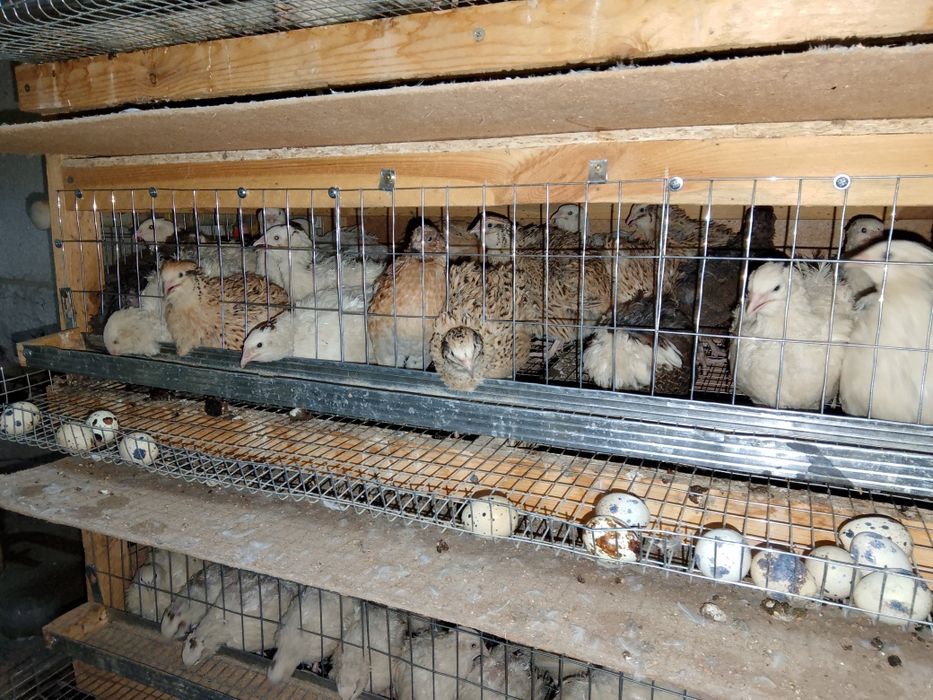 Боденены сатылады