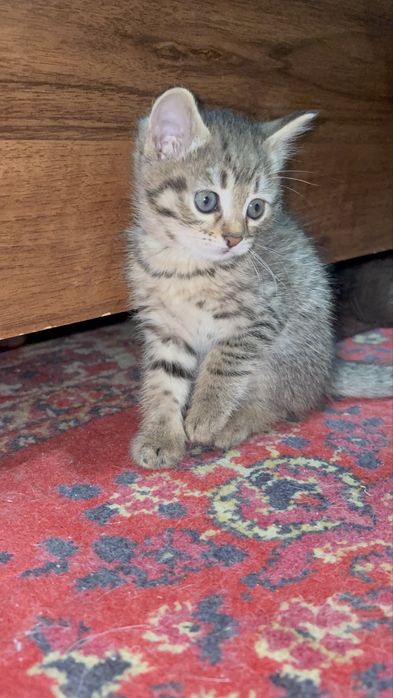 Котенок смешаной породы