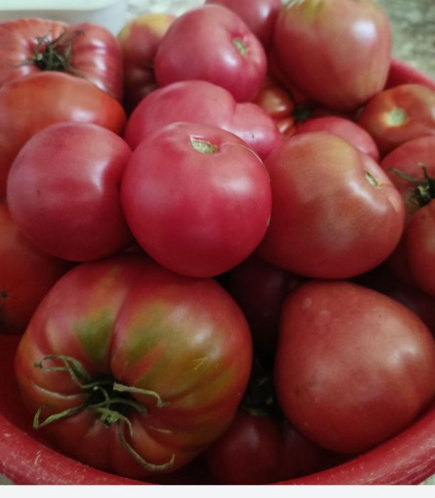 Продам домашние помидоры