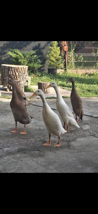 Rațe indiene alergătoare