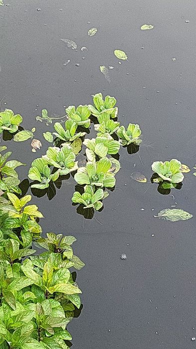 50 lei - 15 buc.- Zambile Amazoniene , Salata de Nil ,, pistia . Plante de apaplutitoare .