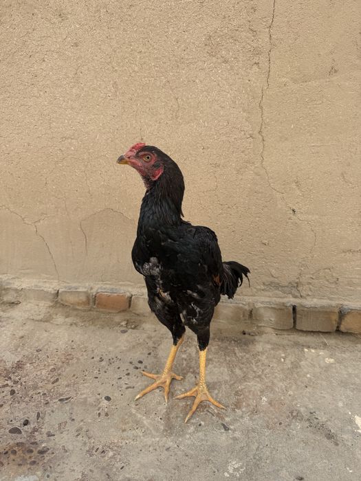 Дакан жужа Хуроз