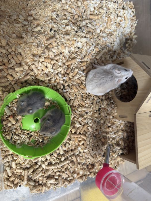 Хомяки джунгарики