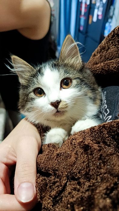 Котёночек, девочка