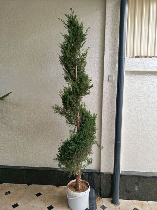 Srochno prodam derevya