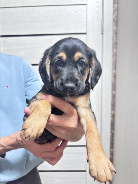 Продам щенят порода кокер спаниэль