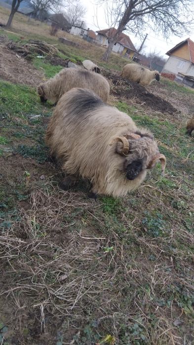 Se vând 2 berbecii Bucălăi