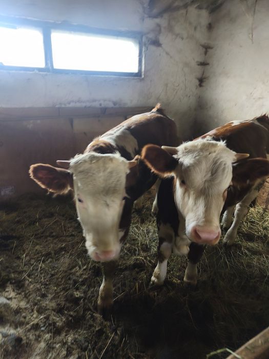 Vând vițel și vitea bălțați