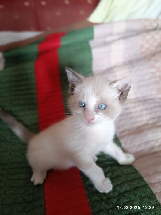 Котята ,продаем в хорошие руки