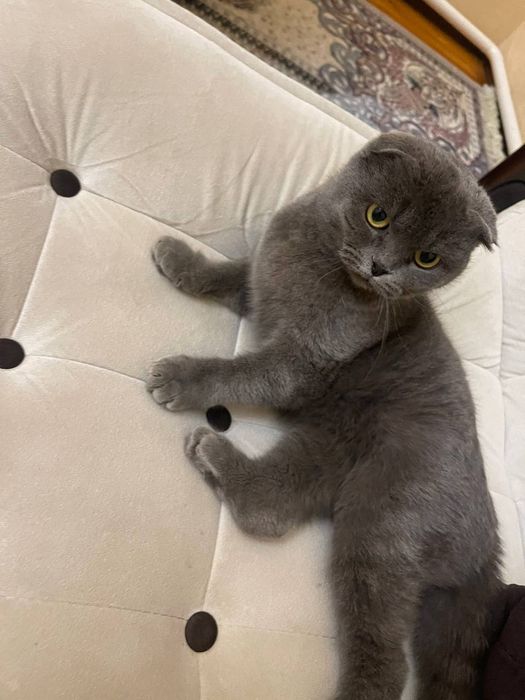 Britanski skotish fold