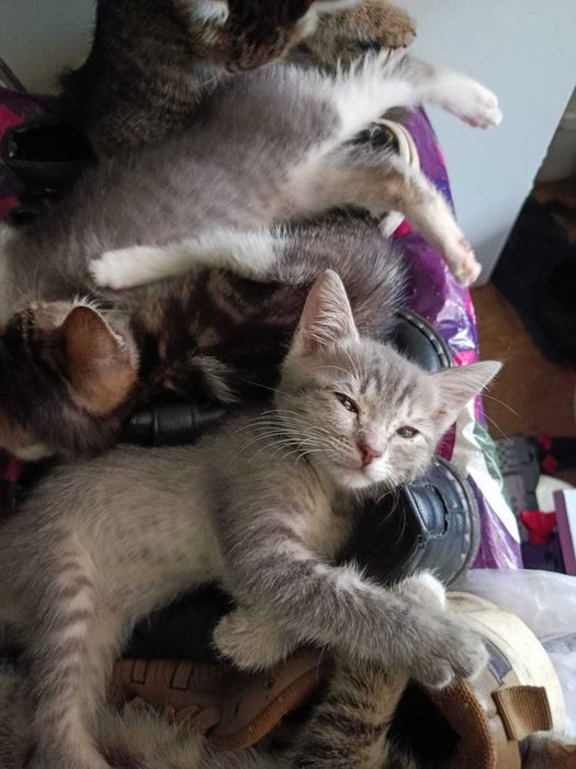 Отдам котят в добрые руки