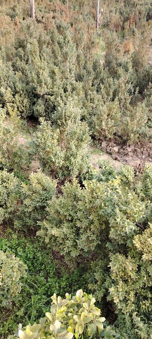 Шамшод кеучати сотилади