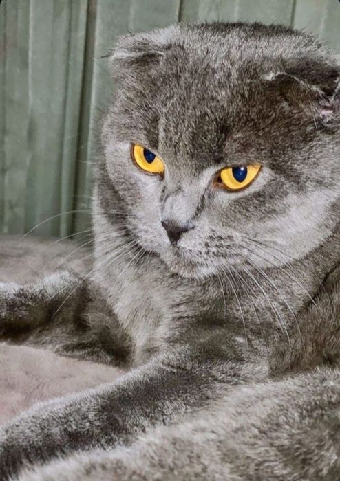 Отдам в добрые руки кошечку