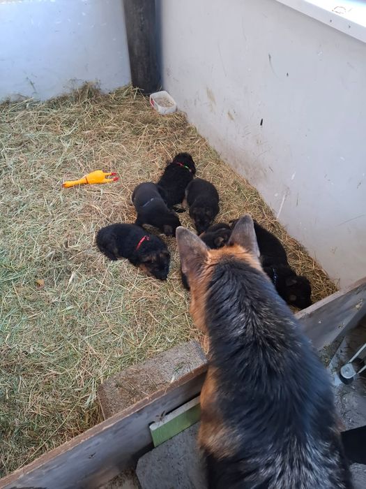 Продаётся овчарки