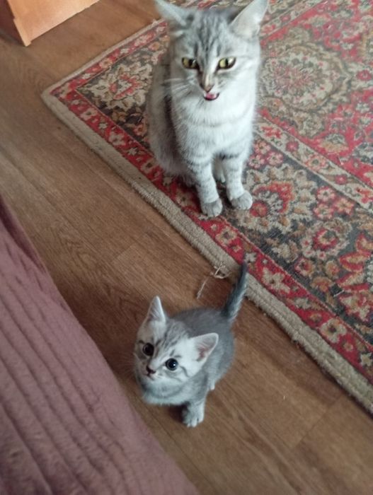 Шотланские котята