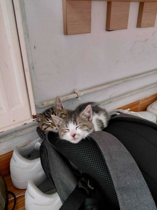 Pisicuta din Bucuresti de adoptat gratuit, din mama de rasa Ragdoll si maidanez cenusiu vargat